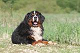 BOUVIER BERNOIS 092